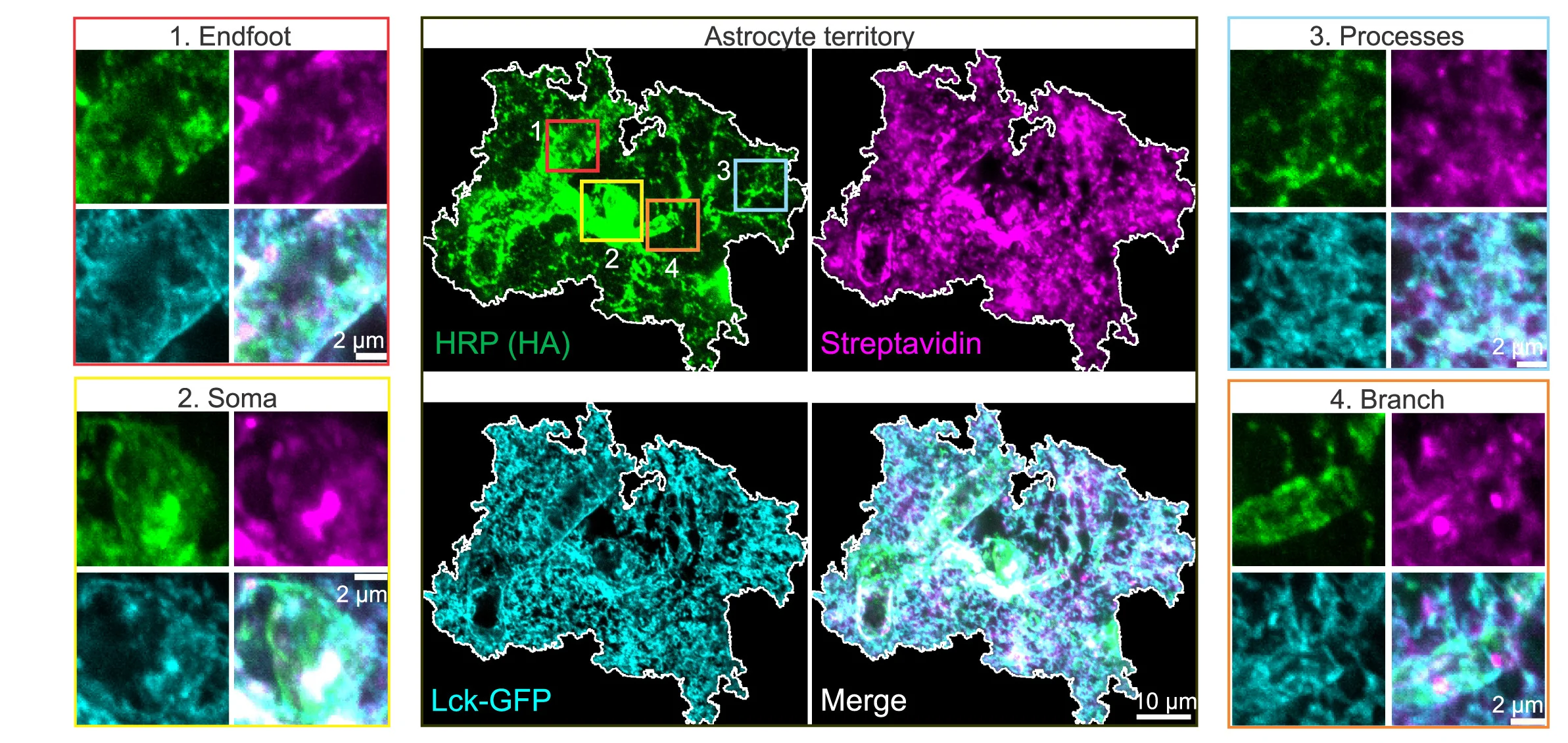 Open access visualization of Microscopy, HRP, Astrocyte Territories, Streptavidin Labeled Proteins, Lck GFP