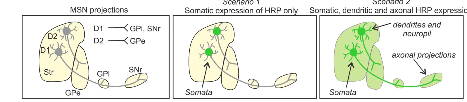Open access visualization of Workflow, Illustration, Cartoon, Projection Patterns, D1 MSNs