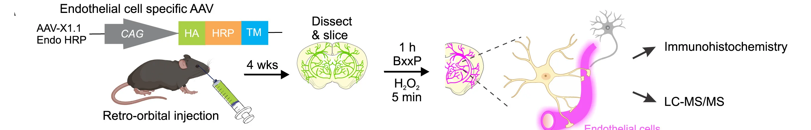 Open access visualization of Workflow, Cell-Surface Biotinylation, Endothelium, AAVs, HRP