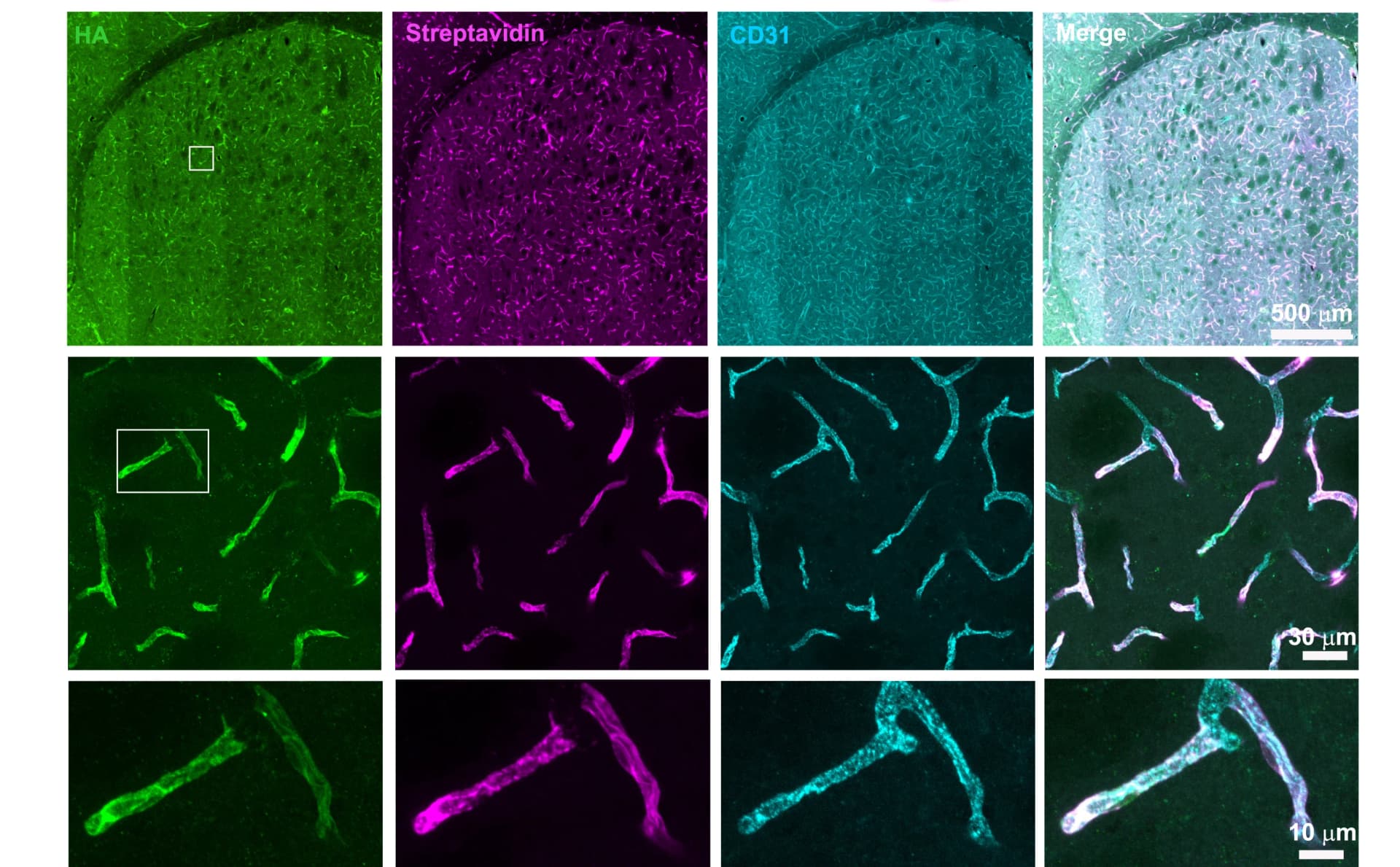 Open access visualization of Microscopy, Confocal Images, Endothelial HRP Expression, Endothelial Biotinylation, CD31