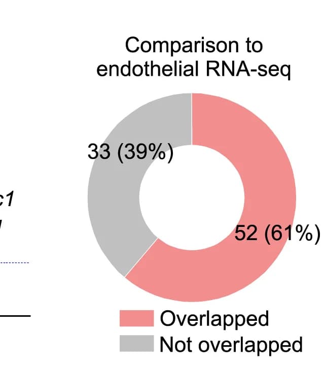 Open access visualization of Donut Chart, Donut Plot, Endothelial CSPs, Endothelial Cells, Bulk RNA-seq