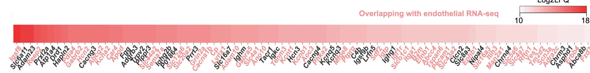 Open access visualization of Heatmap, Endothelial CSPs, LFQ