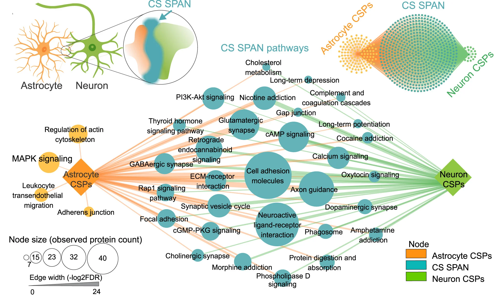 Open access visualization of Pathway, Network, Astrocytes, Neurons, KEGG