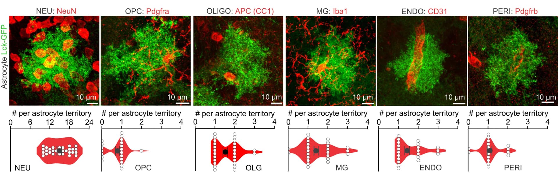 Open access visualization of Microscopy, Violin Plot, Cell-Cell Interactions, Astrocytes, Neurons