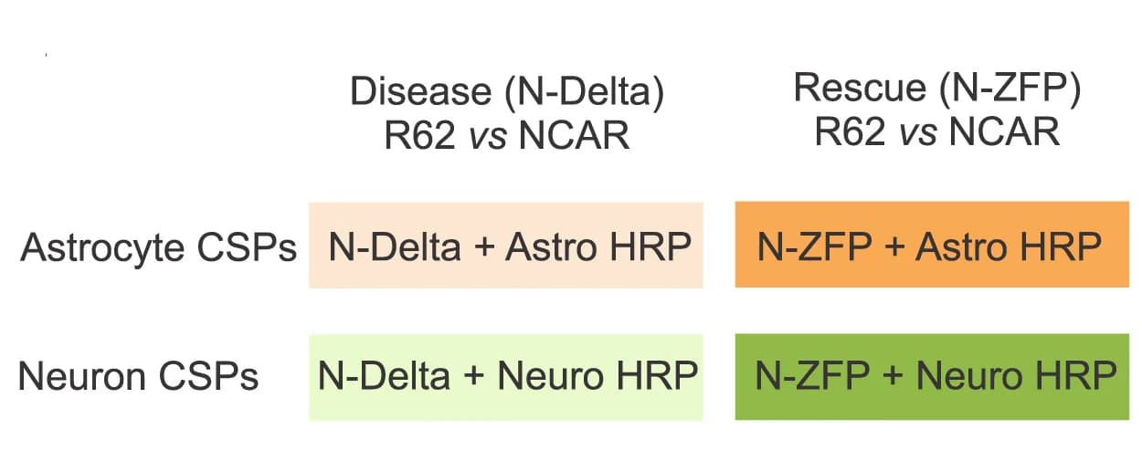 Open access visualization of Bar Plot, Astrocytes, Neurons, CSPs, R6/2