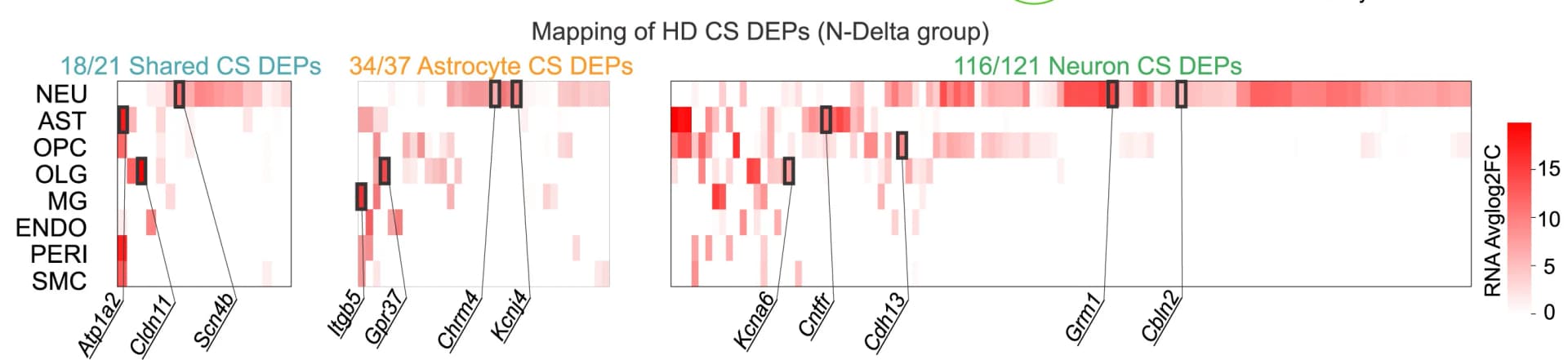 Open access visualization of Heatmap, Heatmaps, RNA Enrichment, HD CS DEPs, Cell Types