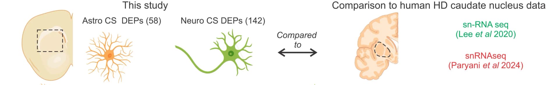 Open access visualization of Illustration, Astrocytic, Neuronal, CS DEPs, HD Model Mice