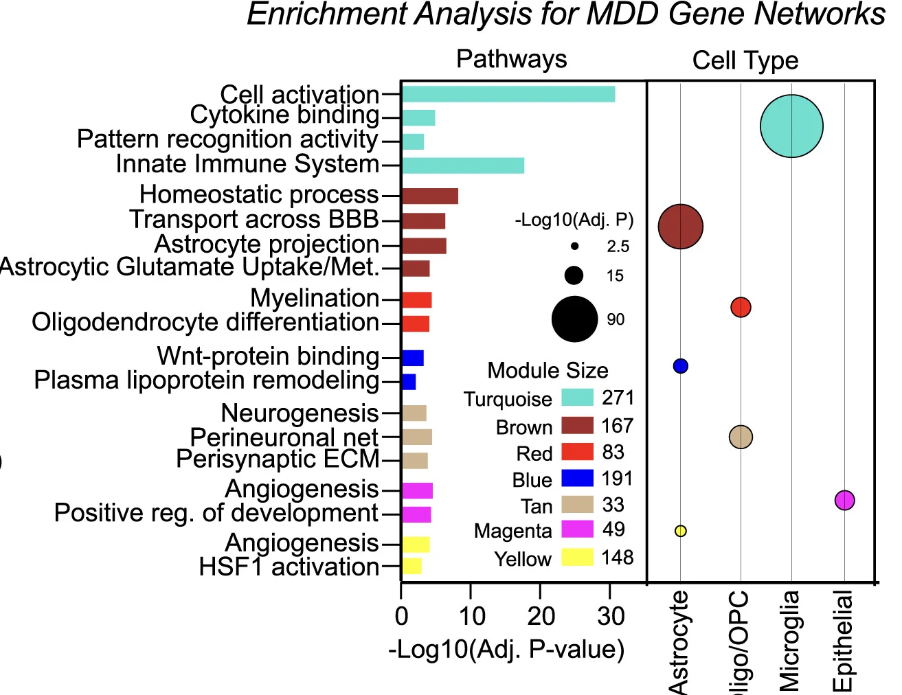 Open access visualization of Bar Plot, Bubble Plot, Gene Ontology, GO Analysis, Cell-Type Enrichment