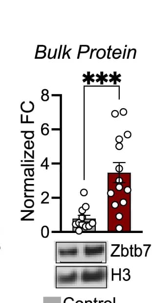 Open access visualization of Bar Plot, Scatter Plot, Error Bars, Photo, Zbtb7a Protein