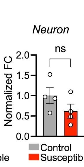 Open access visualization of Bar Plot, Error Bars, Zbtb7a mRNA, MACs-Isolated Cells, OFC