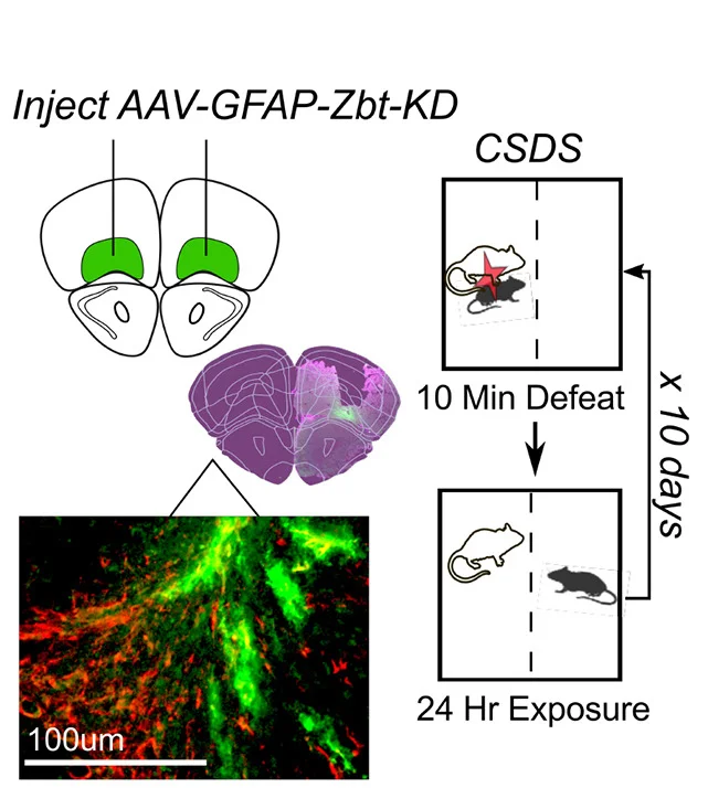 Open access visualization of Workflow, Illustration, Microscopy, CSDS Paradigm, AAV-GFAP-ZBT-KD-GFP