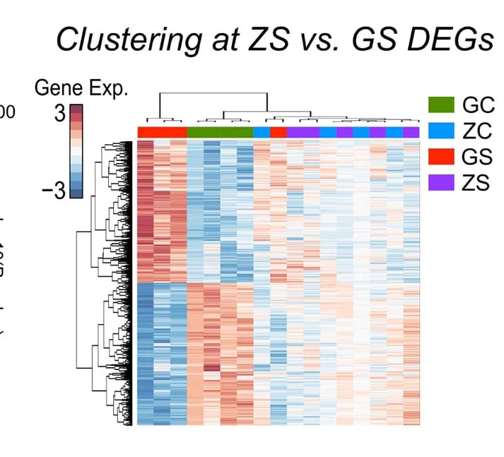 Open access visualization of Heatmap, Clustered, Clustering, Differentially Expressed Genes, GFP Stress