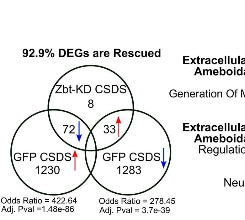 Open access visualization of Venn Diagram, Odds Ratio, Differentially Expressed Genes, Astrocytes, Zbt-KD Stress