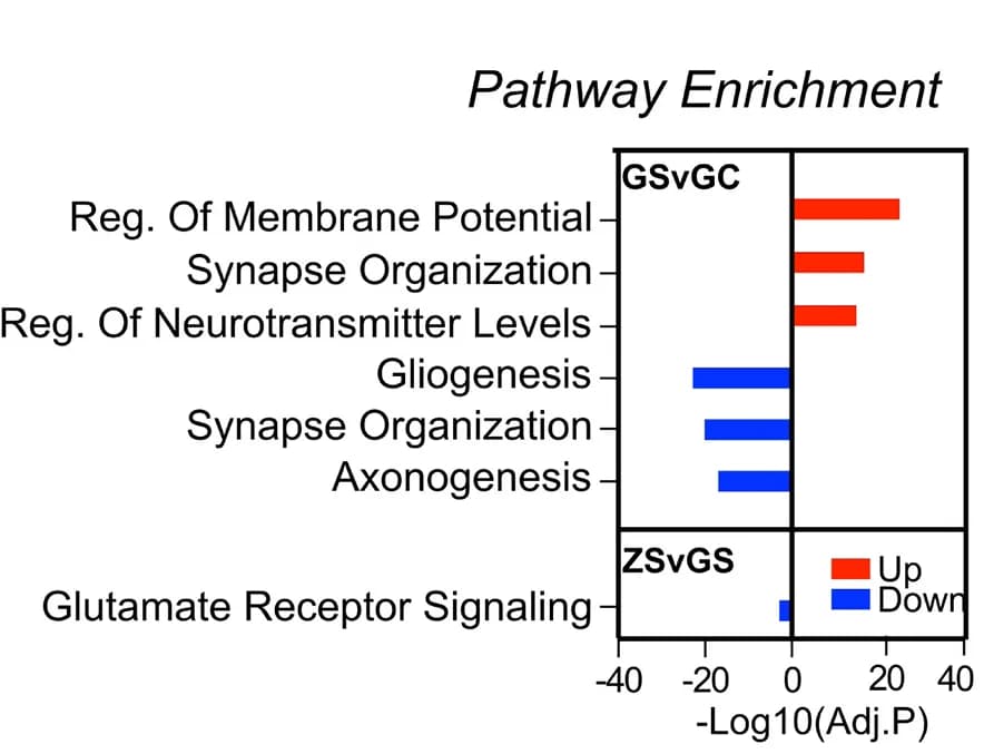 Open access visualization of Bar Plot, GO Analysis, Differentially Expressed Genes, GFP Stress, GFP Control