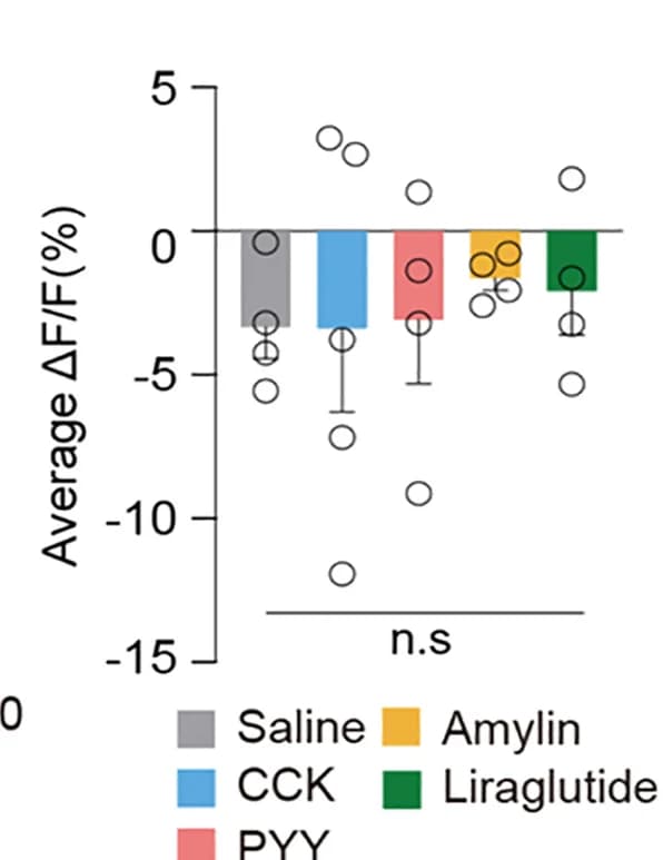 Open access visualization of Bar Plot, Error Bars, Scatter Plot, Quantifications, Fasted Mice