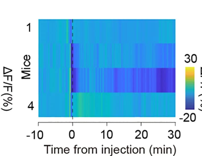 Open access visualization of Heatmap, Heatmaps, PYY, Fasted Mice, CRFPVN:GCaMP6