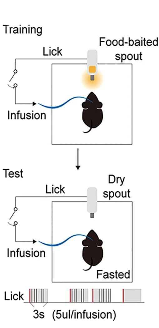Open access visualization of Workflow, Illustration, Operant Dry-Spout, ID Infusion, D-Glucose