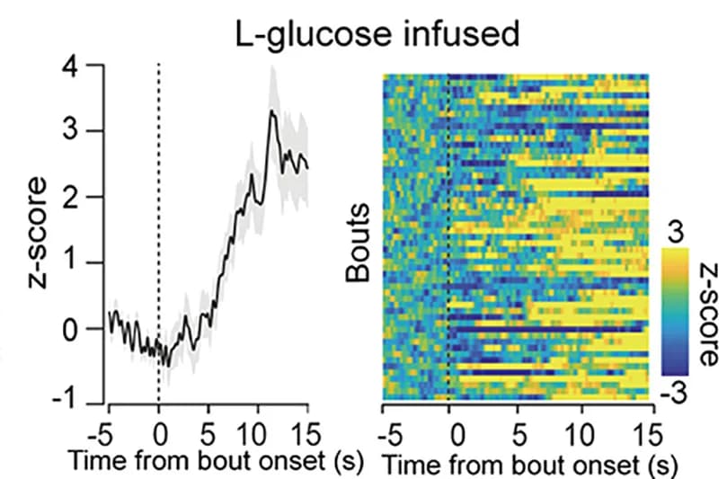 Open access visualization of Line Plot, Error Bars, Heatmap, PETH Plots, Heatmaps