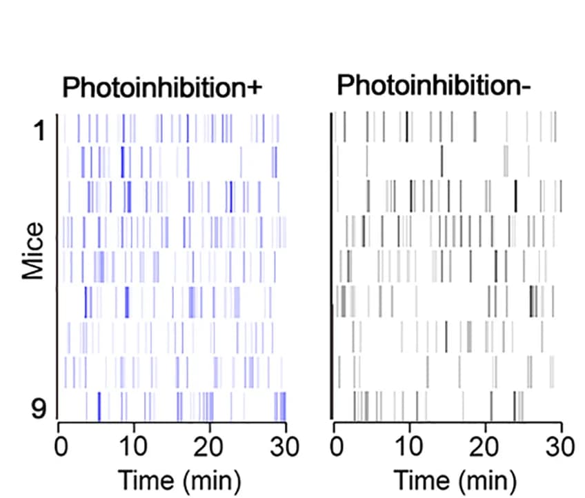 Open access visualization of Bar Plot, Raster Plots, Licking, CRFPVN:eArch3.0, Mice