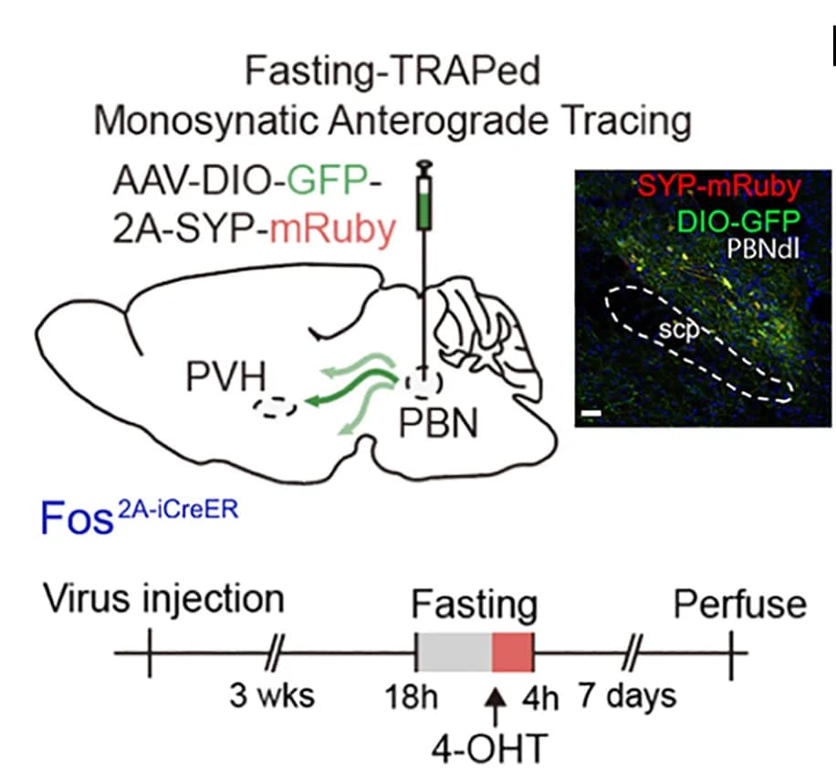 Open access visualization of Workflow, Illustration, Microscopy, Monosynaptic Anterograde Tracing, Fasting-TRAPed Neurons