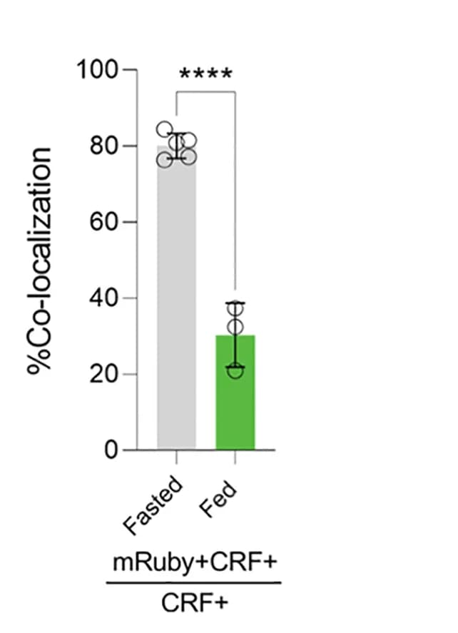 Open access visualization of Bar Plot, Error Bars, Quantification, CRFPVN Neurons, mRuby-labeled Terminals