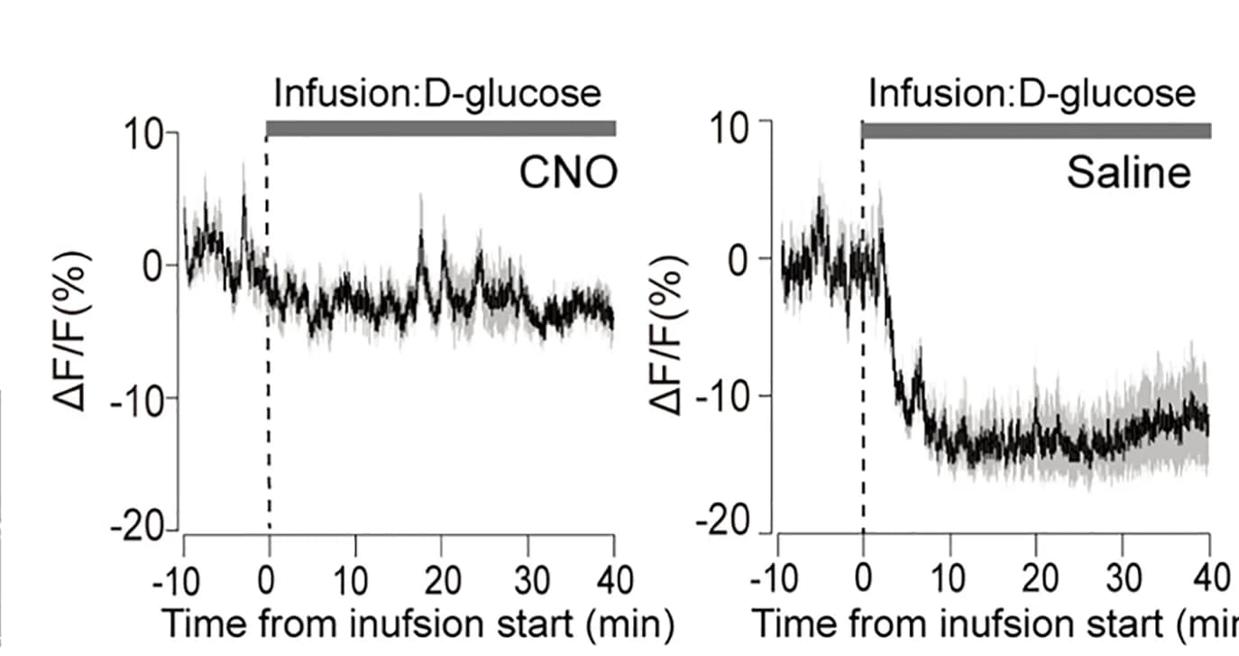 Open access visualization of Line Plot, Error Bars, PSTH Plots, ΔF/F(%), CRFPVN:GCaMP6 Signals