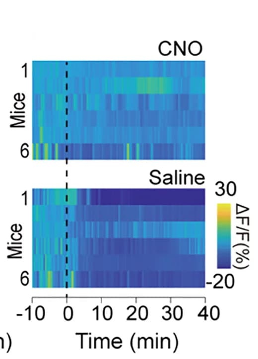 Open access visualization of Heatmap, Heatmaps, ΔF/F(%), CRFPVN:GCaMP6 Signals, ID Infusion