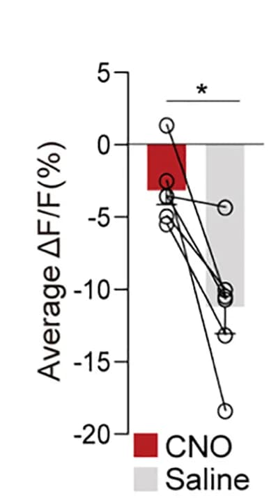 Open access visualization of Bar Plot, Line Plot, Quantifications, ΔF/F(%), CRFPVN:GCaMP6 Signals