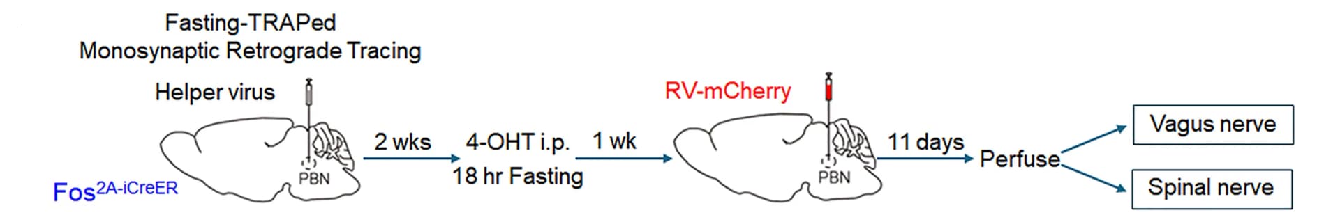 Open access visualization of Workflow, Illustration, Monosynaptic retrograde tracing, PBNdl neurons, Rabies Virus
