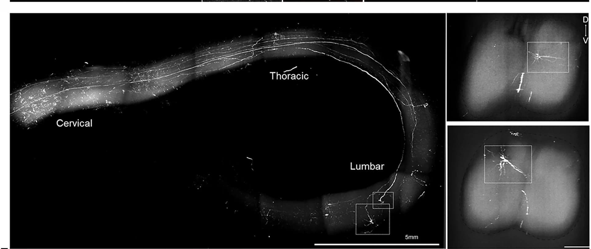 Open access visualization of Microscopy, Spinal Cord, Light-Sheet Microscope, 3D Rendering, Thoracic Region