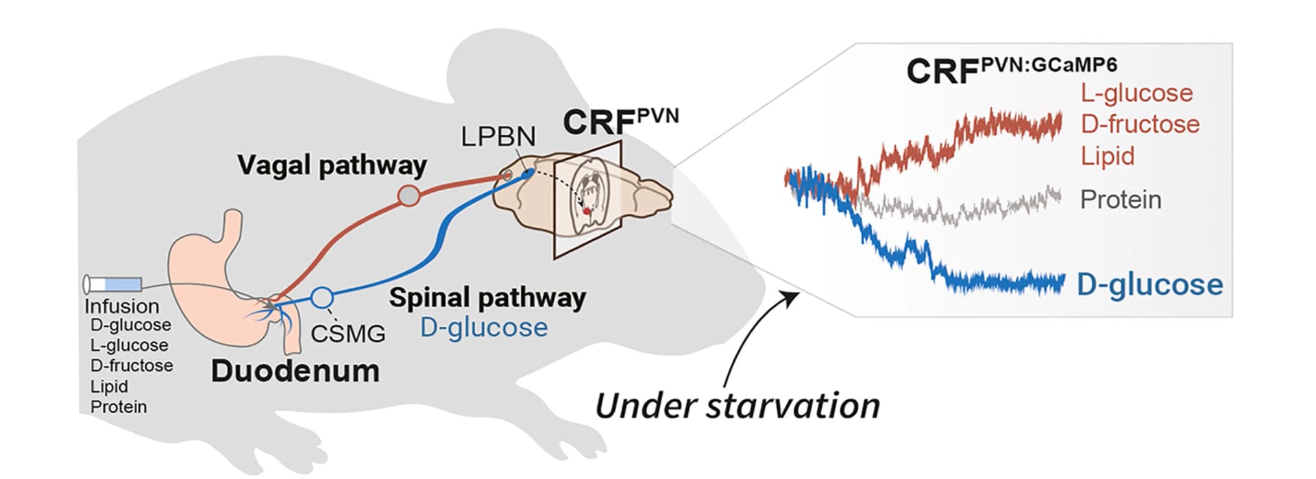 Open access visualization of Workflow, Line Plot, Neural Circuitry, Intestinal D-glucose Sensing, CRFPVN neuronal activity