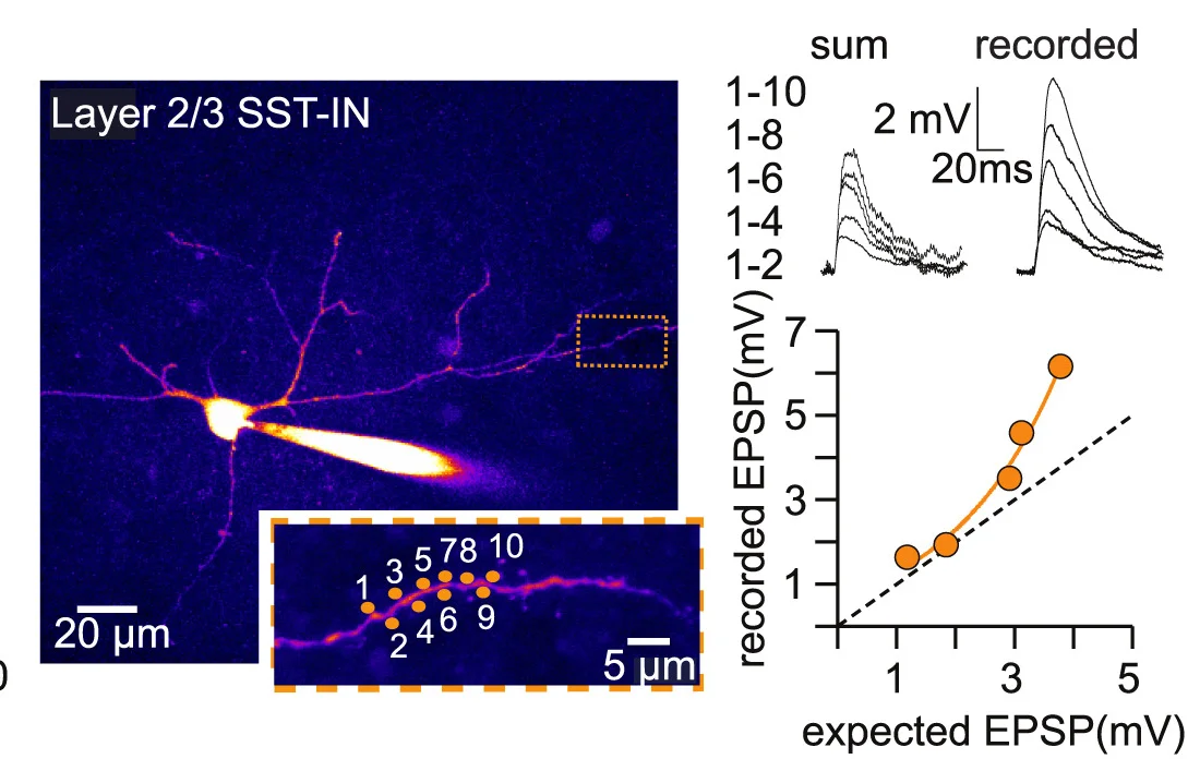 Open access visualization of Microscopy, Line Plot, Two-Photon Laser Scanning Microscopy, SST-INs, Dendrite