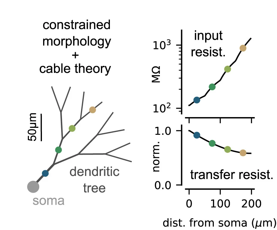 Open access visualization of Line Plot, Illustration, PV-IN Model, Morphology, Soma