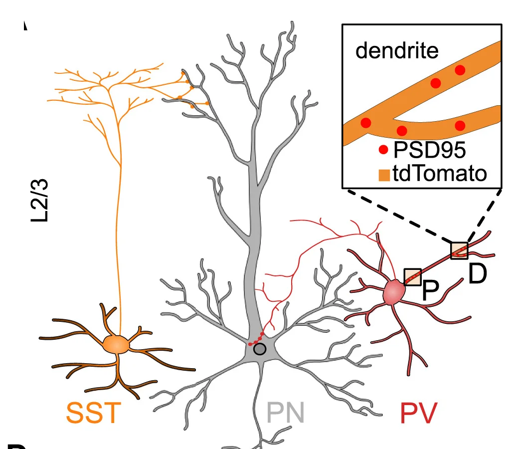 Open access visualization of Illustration, Glutamatergic Synapse, SST-INs, PV-INs, PSD-95