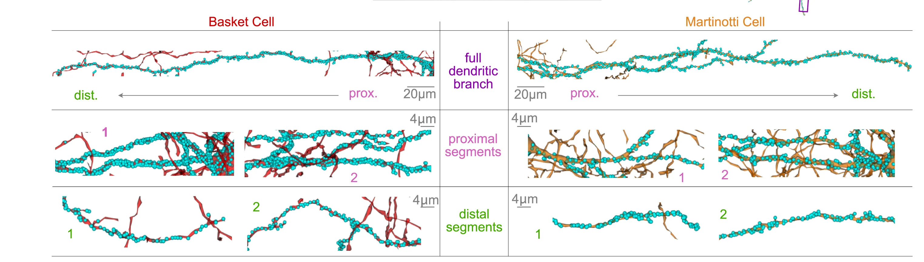 Open access visualization of Microscopy, Synapse Distribution, Dendritic Branches, Proximal Segments, Distal Segments