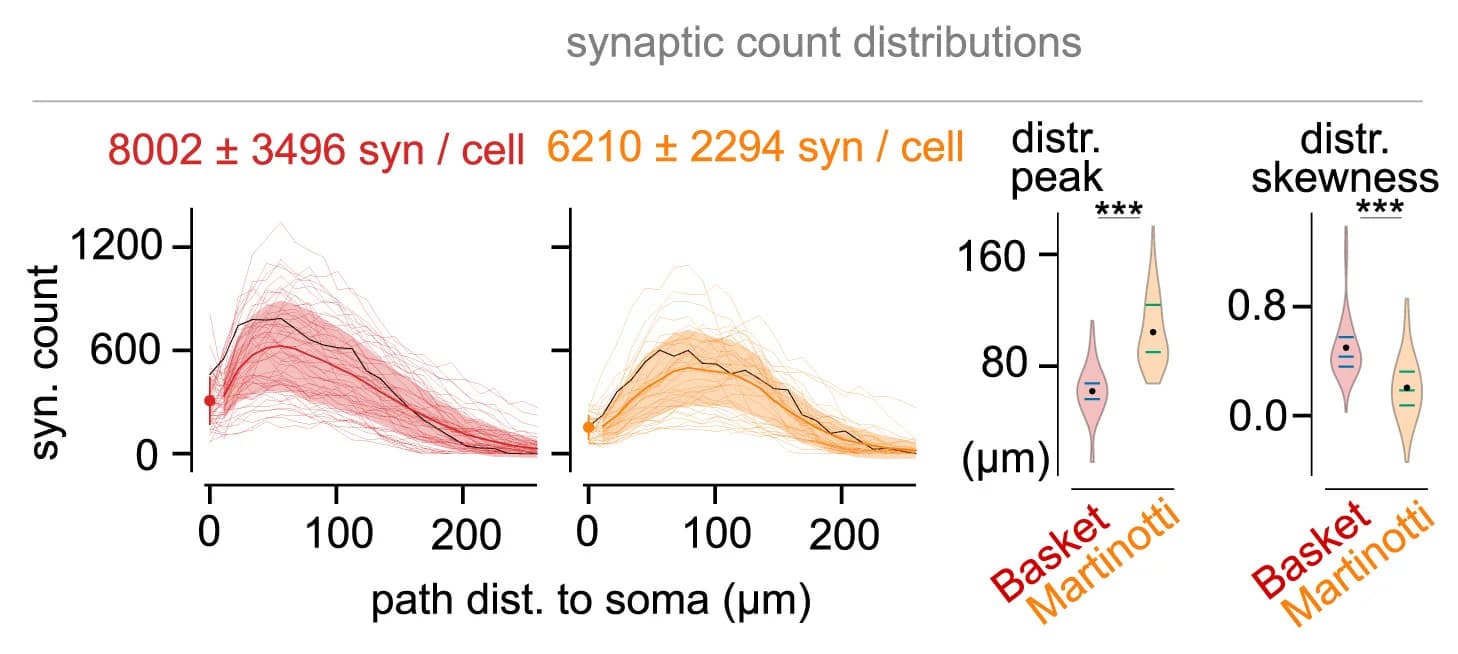 Open access visualization of Line Plot, Violin Plot, Synapse Counts, Distribution Peaks, Distribution Skewness