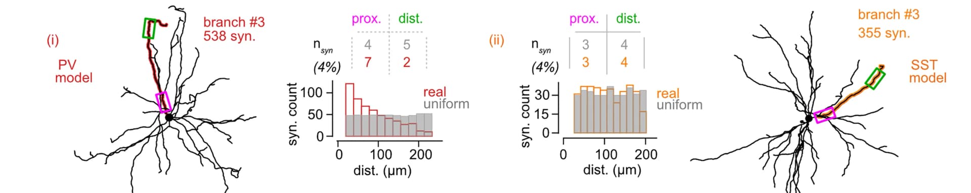 Open access visualization of Illustration, Histogram, Basket Cells, Martinotti Cells, PV-IN Models