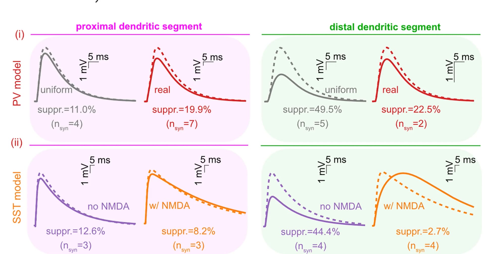 Open access visualization of Line Plot, Numerical Simulations, Vm Responses, Synapse Stimulation, PV-IN Models