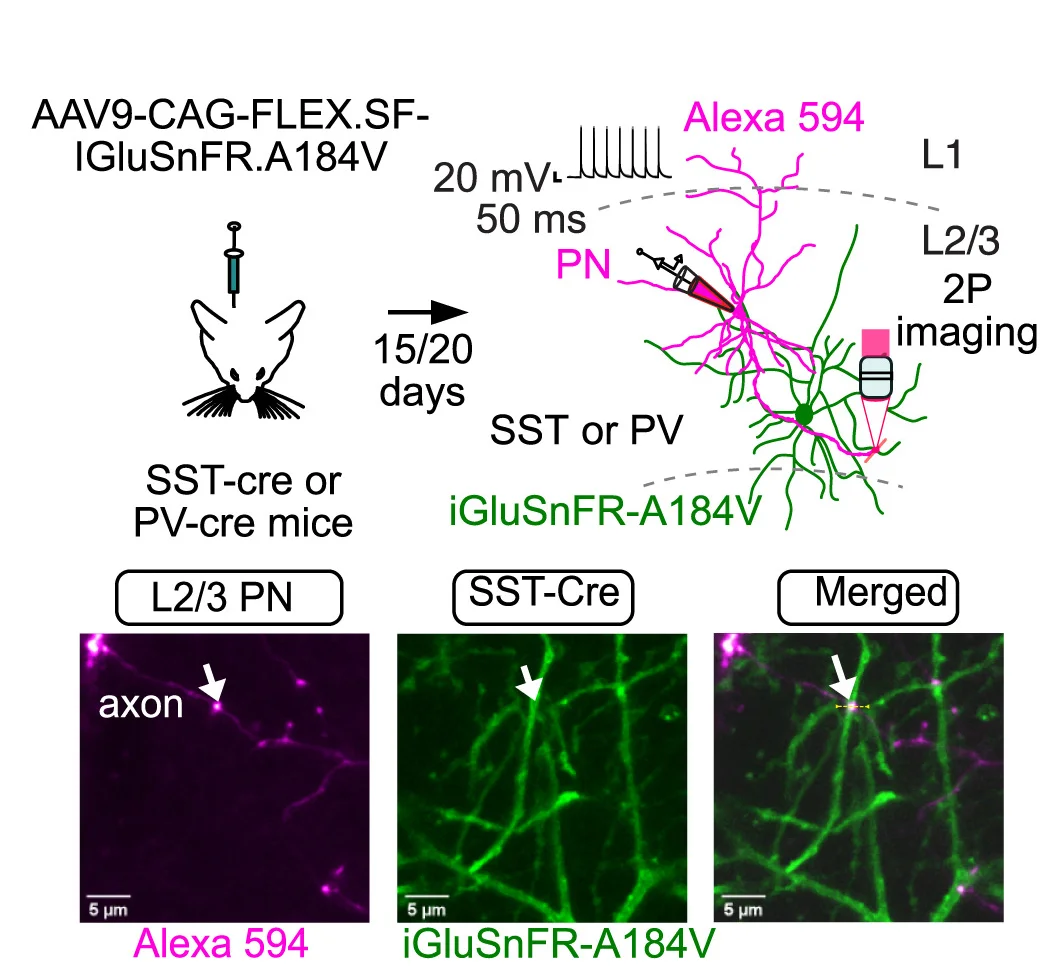 Open access visualization of Microscopy, Illustration, Workflow, Glutamate Release, Synaptic Contacts