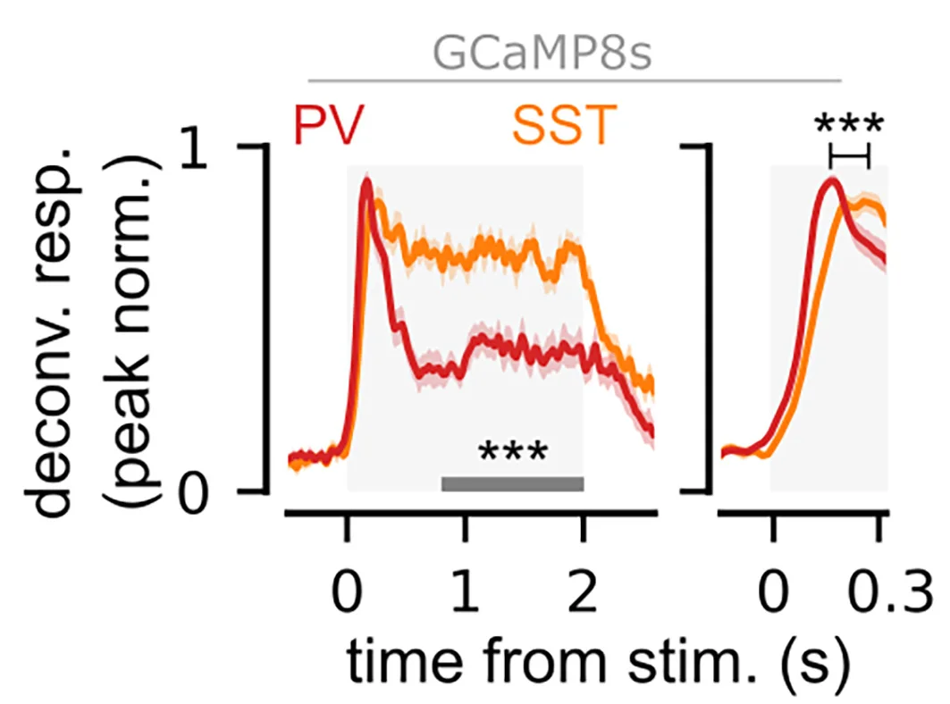 Open access visualization of Line Plot, Error Bars, GCaMP8s Signals, ROIs, Stimulus Presentation