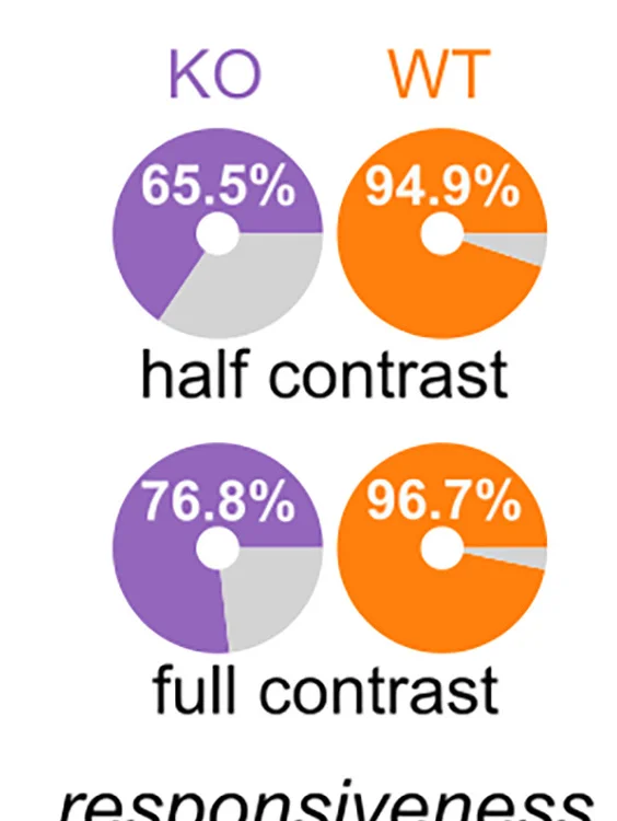 Open access visualization of Donut Chart, ROIs, SST-Cre Mice, SST-Cre::GluN1flox Mice, Contrast