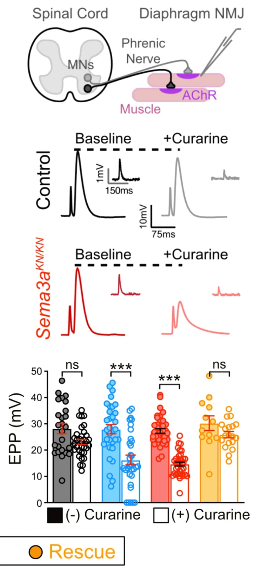 Open access visualization of Bar Plot, Error Bars, Line Plot, Electrophysiology Recording, Traces