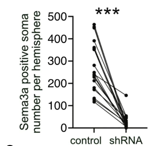 Open access visualization of Line Plot, RNAscope, Neurons, Quantification