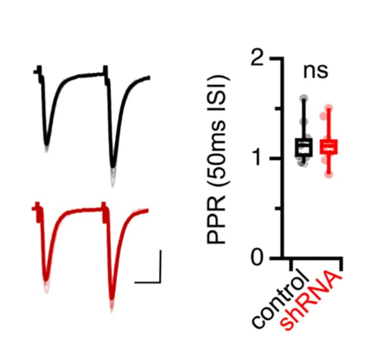 Open access visualization of Line Plot, Box Plot, Paired-Pulse Ratios, Inter-Stimulus Interval, GFP