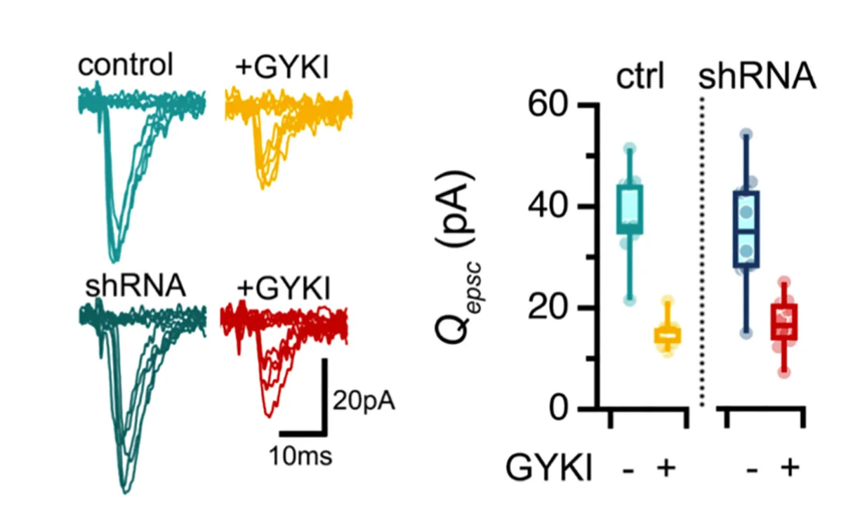 Open access visualization of Violin Plot, Box Plot, Line Plot, Unitary Events, Calcium