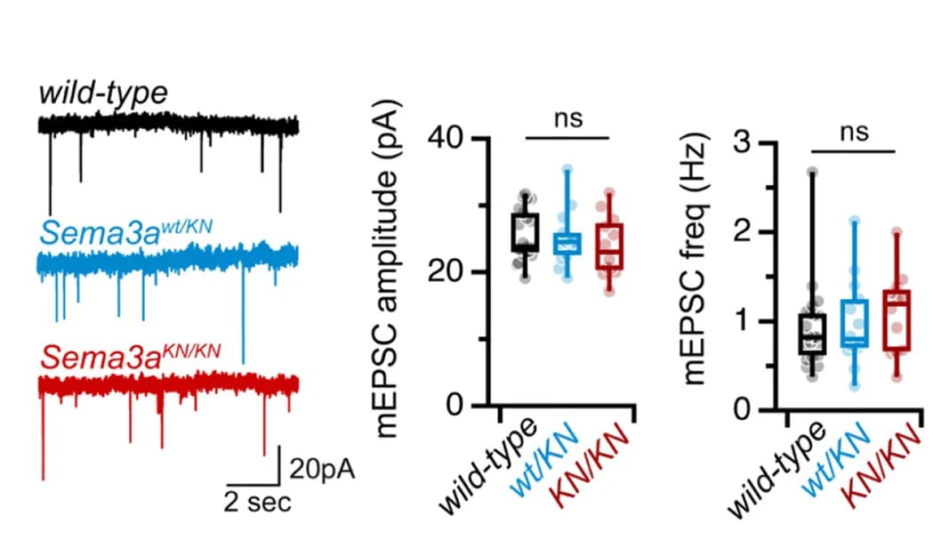 Open access visualization of Box Plot, Line Plot, Scatter Plot, mEPSCs, Traces