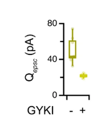 Open access visualization of Box Plot, Sema3aKN/KN Mutant, Wild-type Sema3a Protein, GYKI, Homozygous