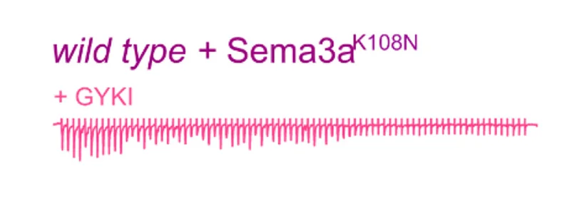 Open access visualization of Line Plot, Wild-type, Sema3aK108N Mutant Protein, GYKI