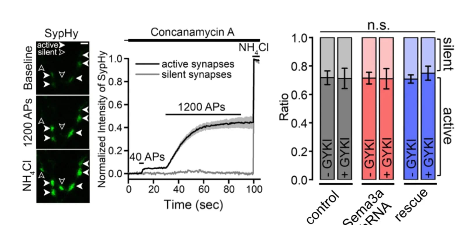 Open access visualization of Bar Plot, Line Plot, Error Bars, Microscopy, Active Boutons