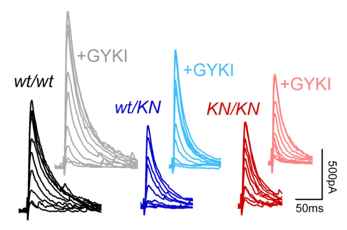 Open access visualization of Line Plot, IPSCs, Calcium, GYKI